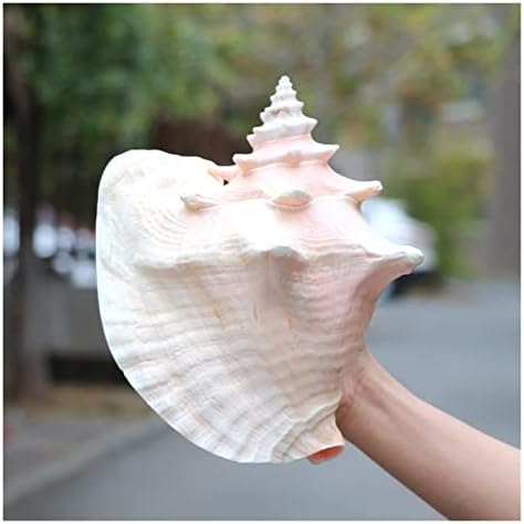 OMUCI Természetes Shell Nagy Kagyló Carmine akvárium Táj, Akvárium Dekoráció, Kellékek Főoldal Kijelző Kézműves Tengeri Tengeri