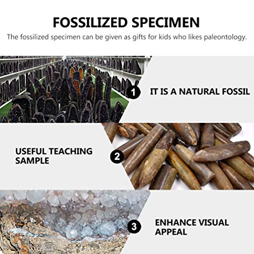 iplusmile 10db Paleontológia Ismerve Fosszilis Példány Tudomány Dísz Laboratóriumi Ellátás