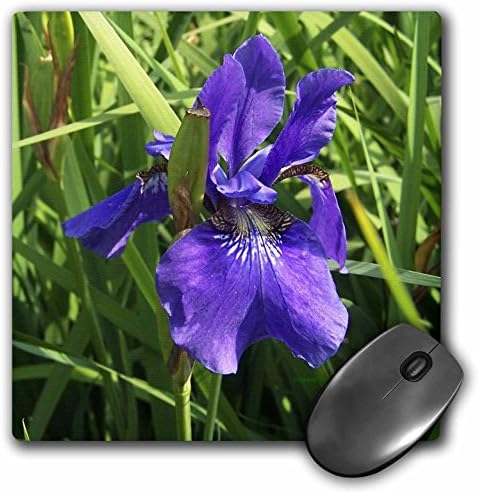 3dRose LLC 8 x 8 x 0,25 Hüvelyk Kék Iris egérpad (mp_20062_1)